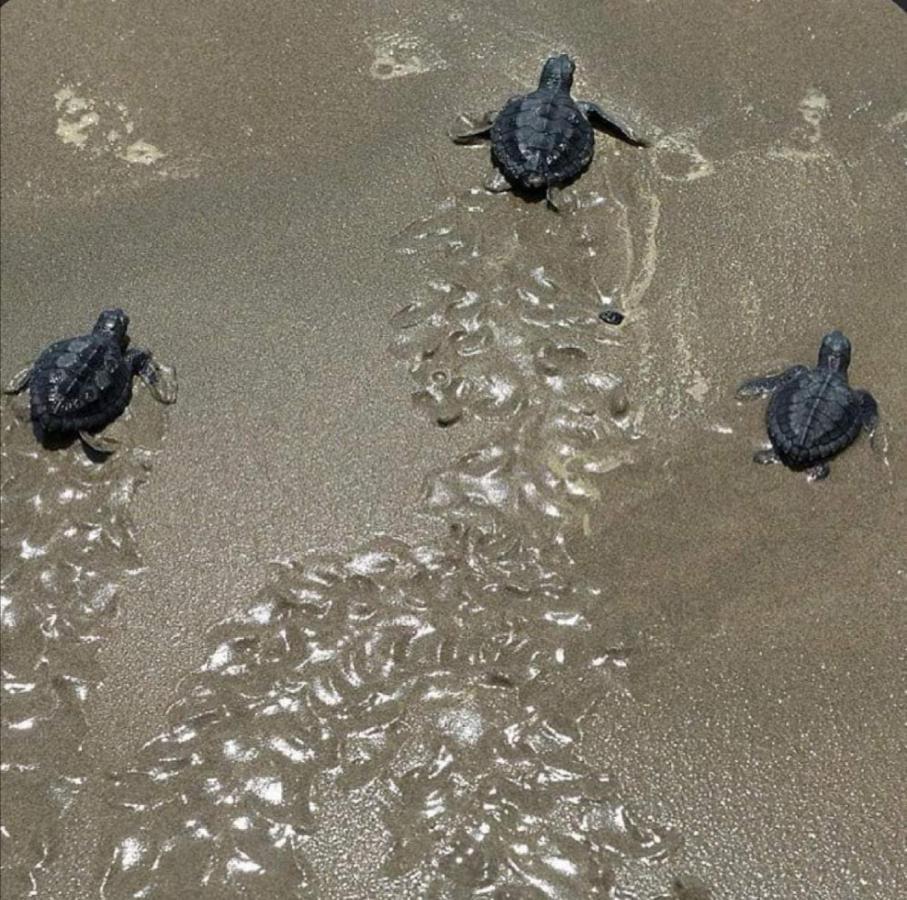 Turtle Guest House Sur Ngoại thất bức ảnh