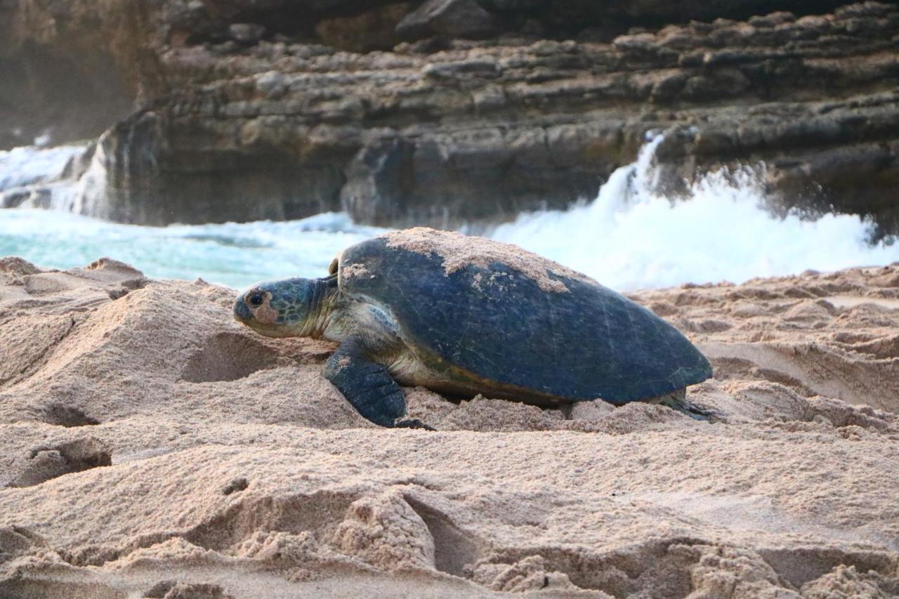 Turtle Guest House Sur Ngoại thất bức ảnh