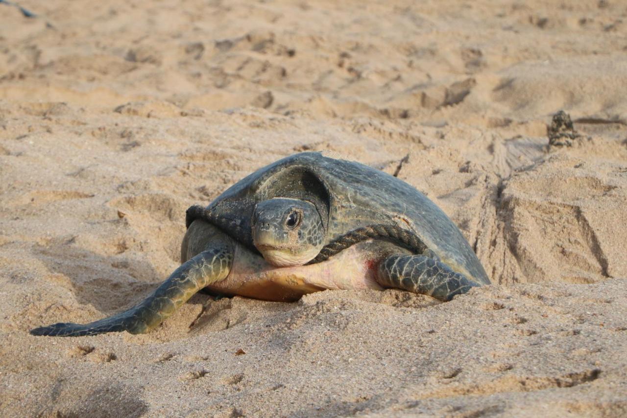 Turtle Guest House Sur Ngoại thất bức ảnh