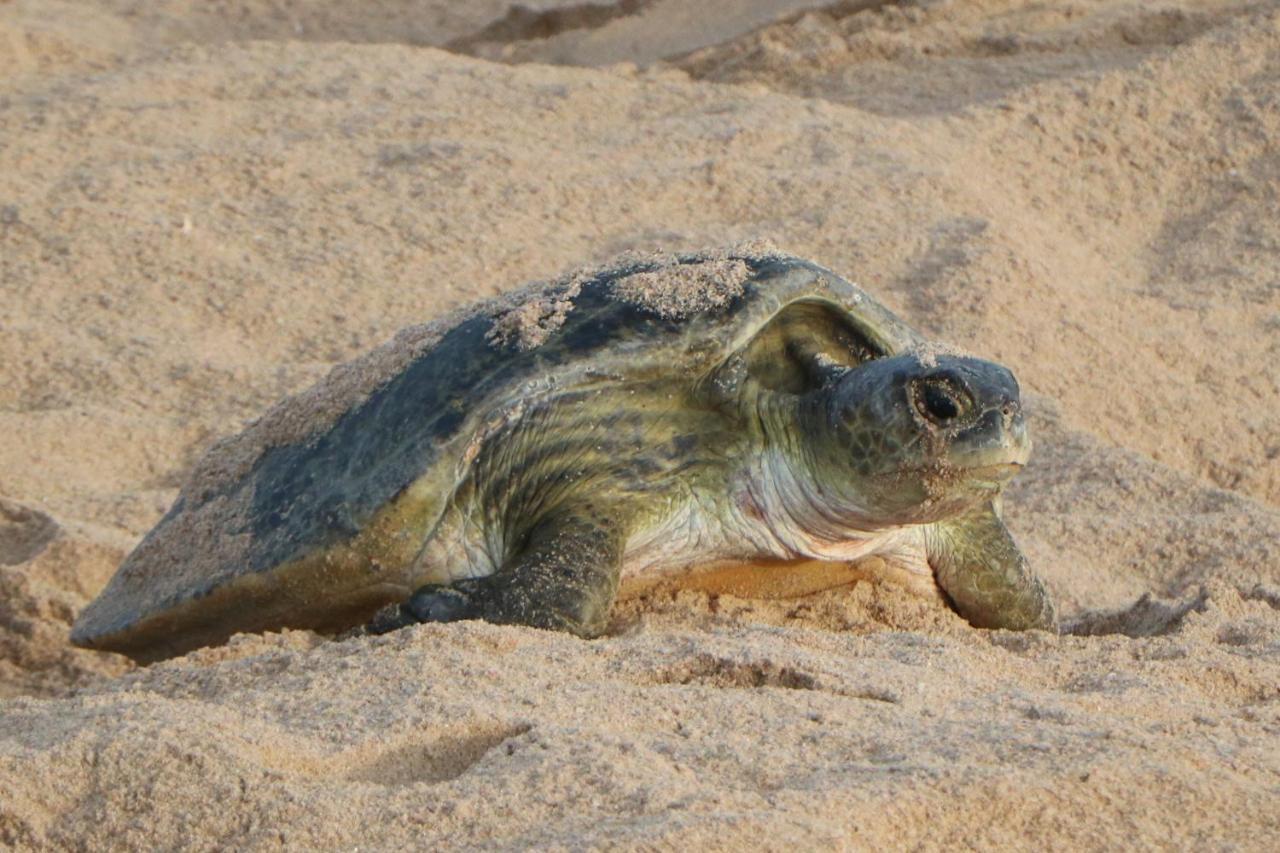 Turtle Guest House Sur Ngoại thất bức ảnh